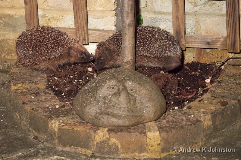 0515_GH4_1040790.jpg - Hedgehogs in our courtyard